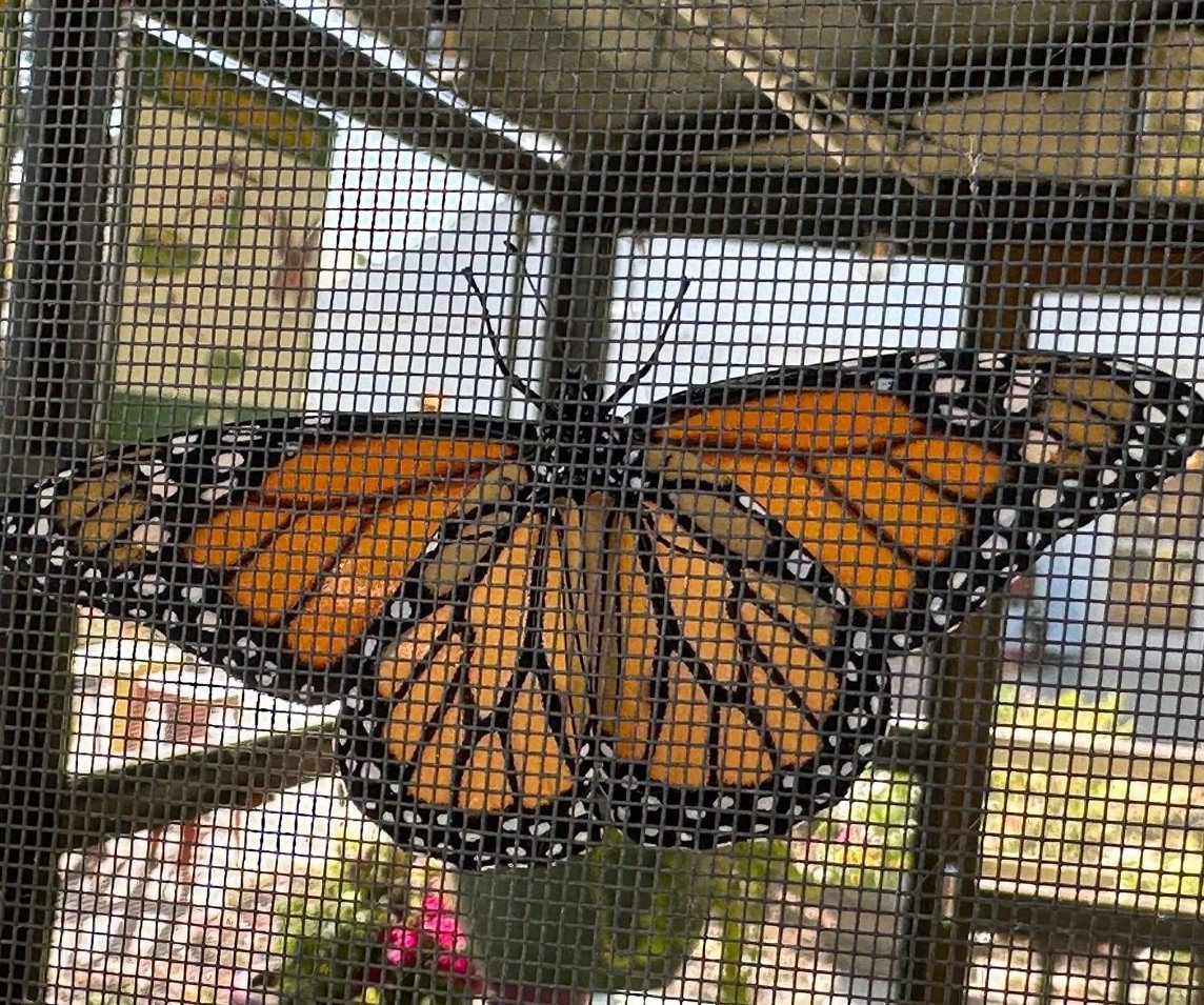 Butterfly Encounter
